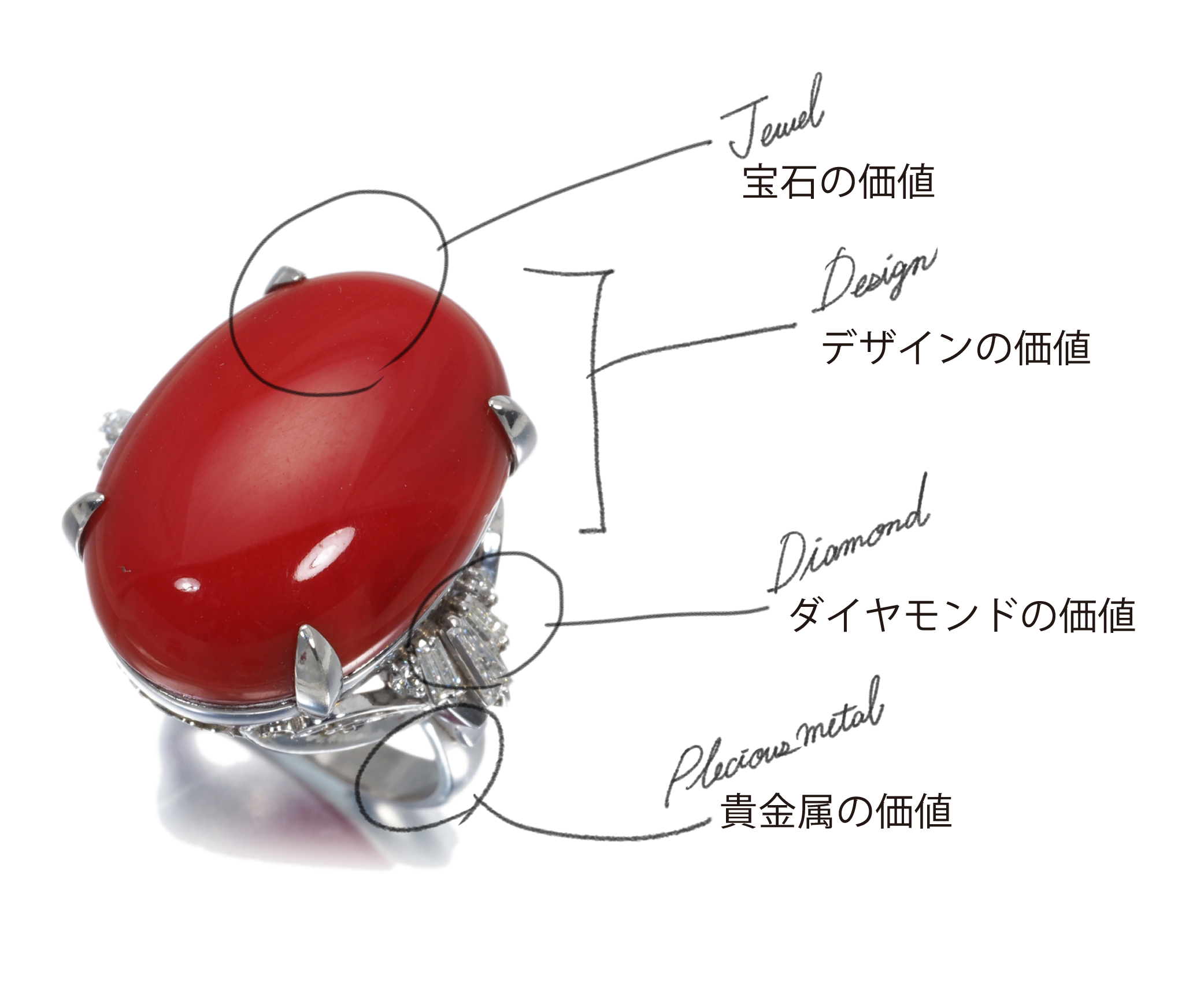 サンゴ（珊瑚）